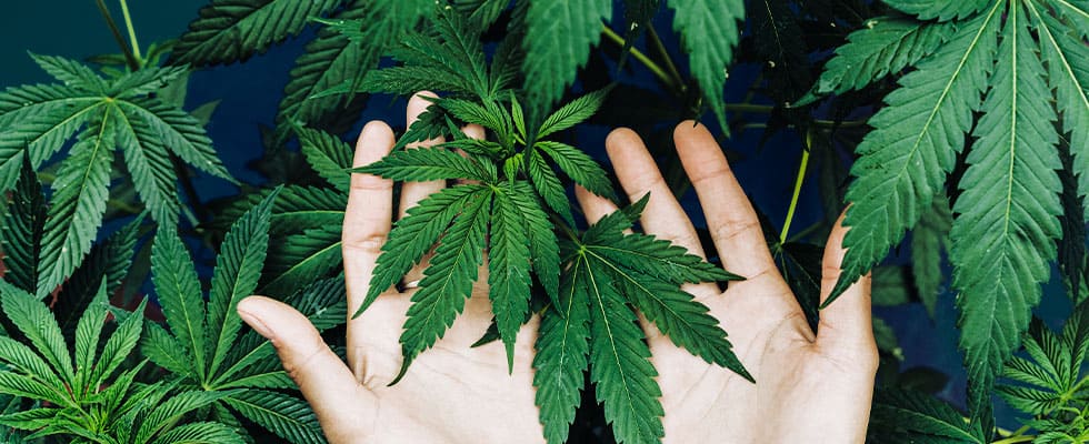 captrader-trading-idee-cannabis
